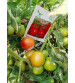 Tomato Iris F1 Kalyani 10 grams